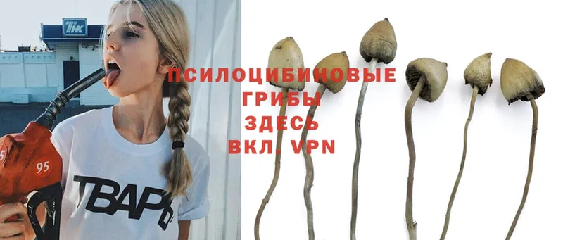 магазин продажи   Пучеж  Псилоцибиновые грибы Psilocybine cubensis 